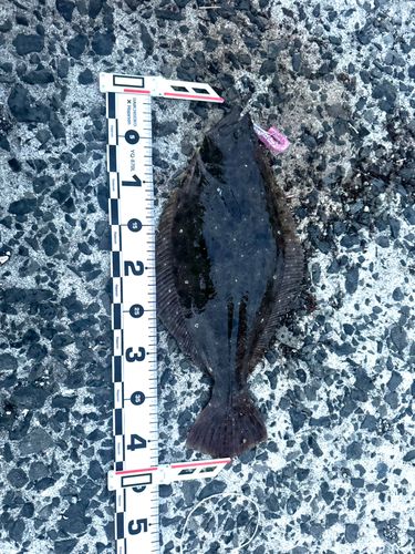 ヒラメの釣果