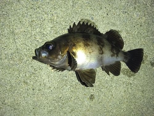 メバルの釣果