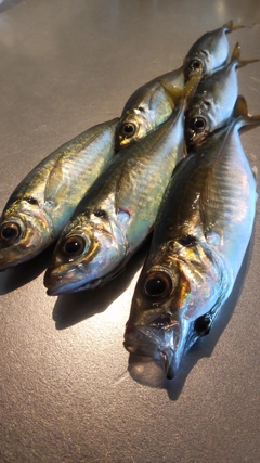 アジの釣果