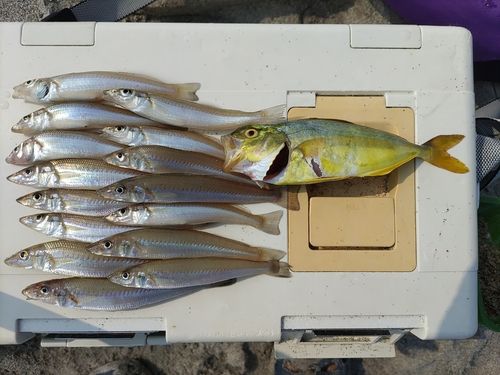 シロギスの釣果