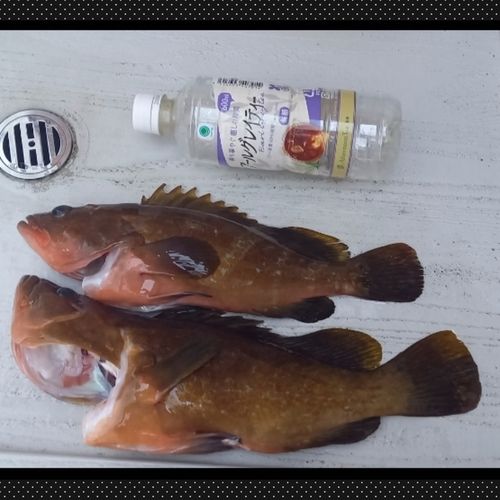 アコウの釣果