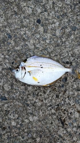 釣果