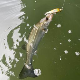 セイゴ（マルスズキ）