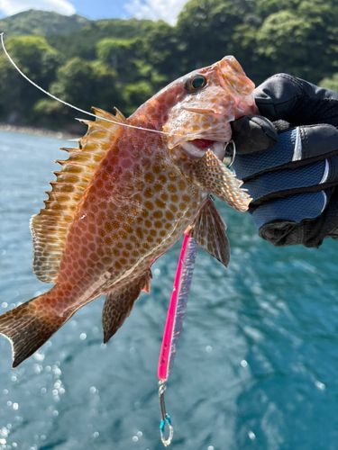 オオモンハタの釣果