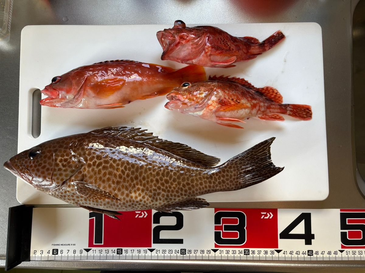 KomMaruさんの釣果 3枚目の画像