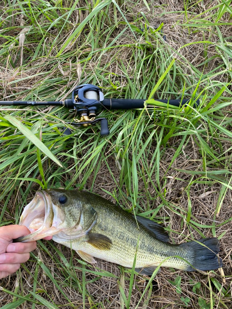 ラージマウスバス