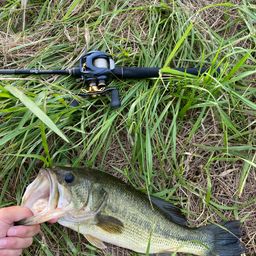 ラージマウスバス