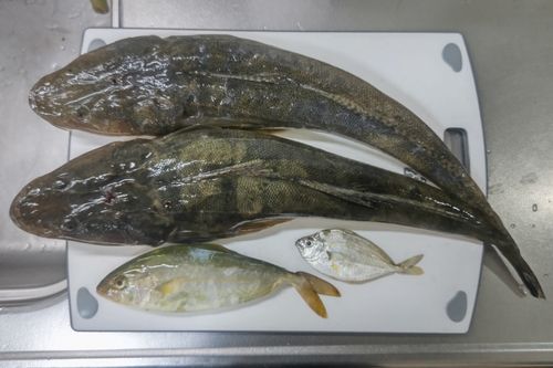 マゴチの釣果