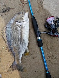 キビレの釣果