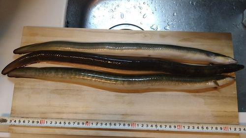 ウナギの釣果