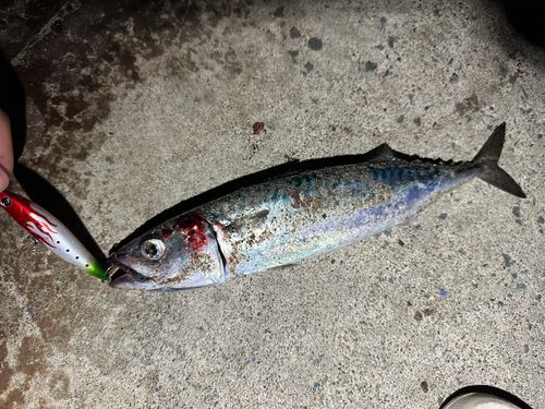 サバの釣果
