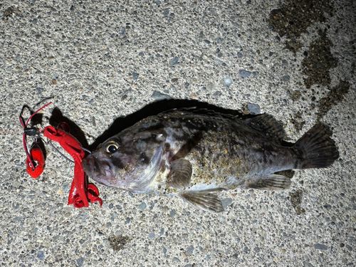 クロソイの釣果