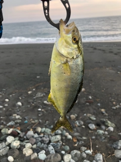 ショゴの釣果