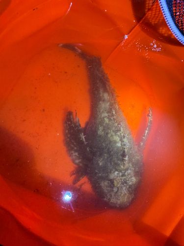 オニオコゼの釣果