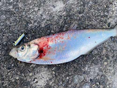 ヒラの釣果