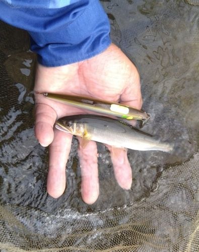 アユの釣果