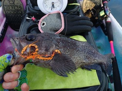 マゾイの釣果