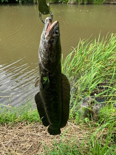 ライギョの釣果