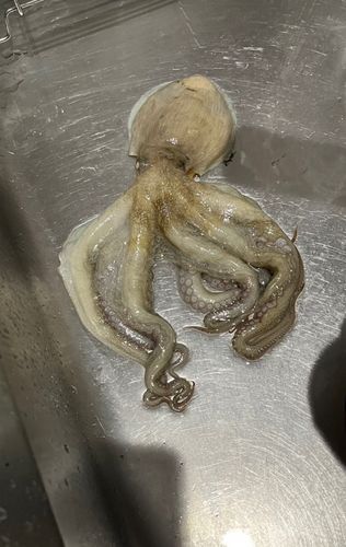 タコの釣果