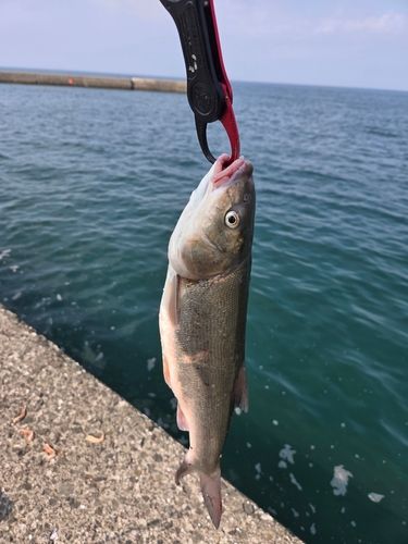 ウグイの釣果