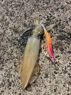 ケンサキイカの釣果