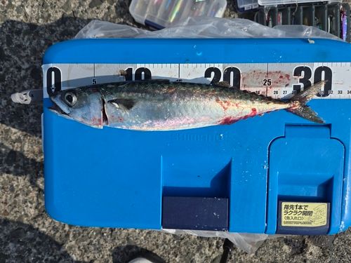 サバの釣果
