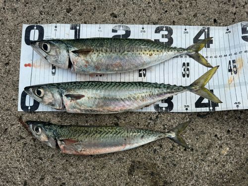 サバの釣果