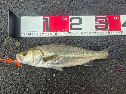 シーバスの釣果