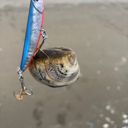 コチ