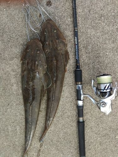 マゴチの釣果