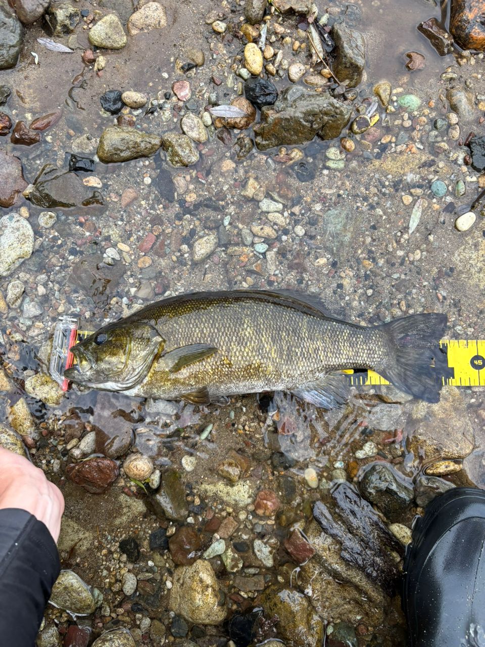 スモールマウスバス