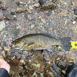 スモールマウスバス