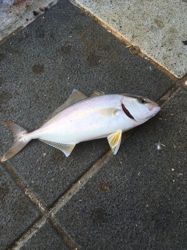 カンパチの釣果