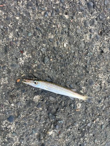 カマスの釣果