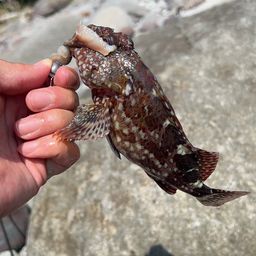 カサゴ