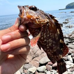 カサゴ