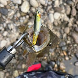 スモールマウスバス