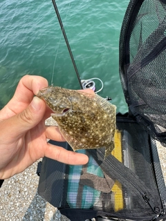 ヒラメの釣果