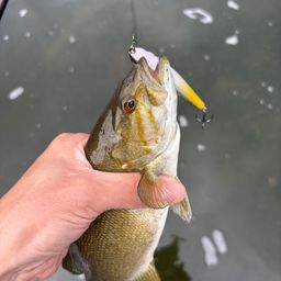 スモールマウスバス