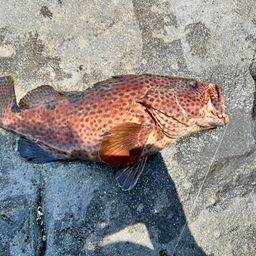 ノミノクチ
