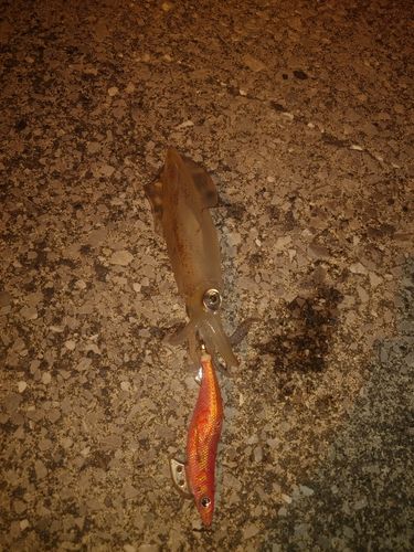 ケンサキイカの釣果