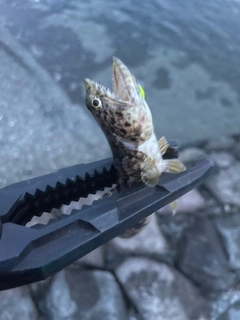 エソの釣果
