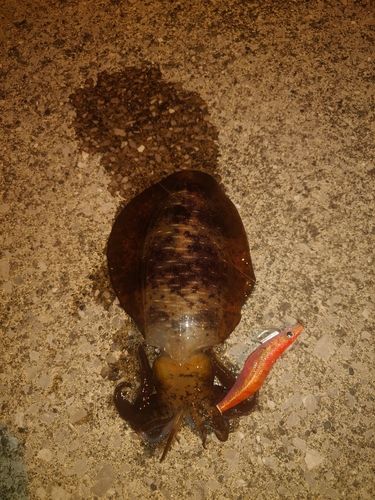 アオリイカの釣果