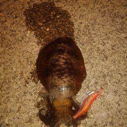アオリイカ