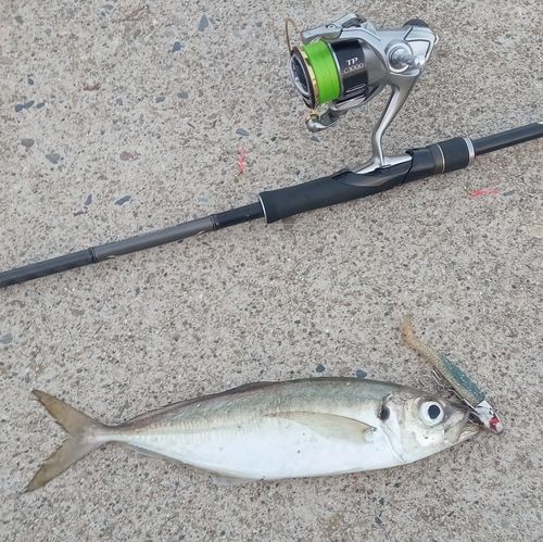 マアジの釣果