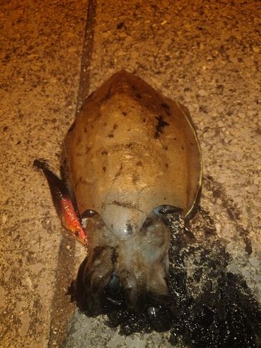 コウイカの釣果