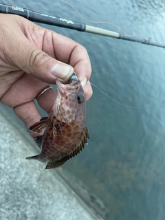 オオモンハタの釣果