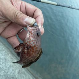 オオモンハタ