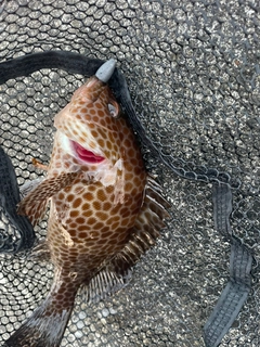 オオモンハタの釣果
