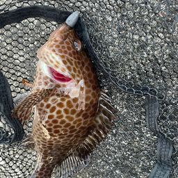 オオモンハタ